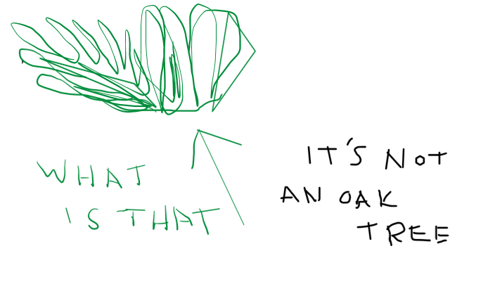 oak tree